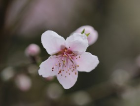 黔西南花卉研发中心的耐寒粉色花卉粉色花树品种